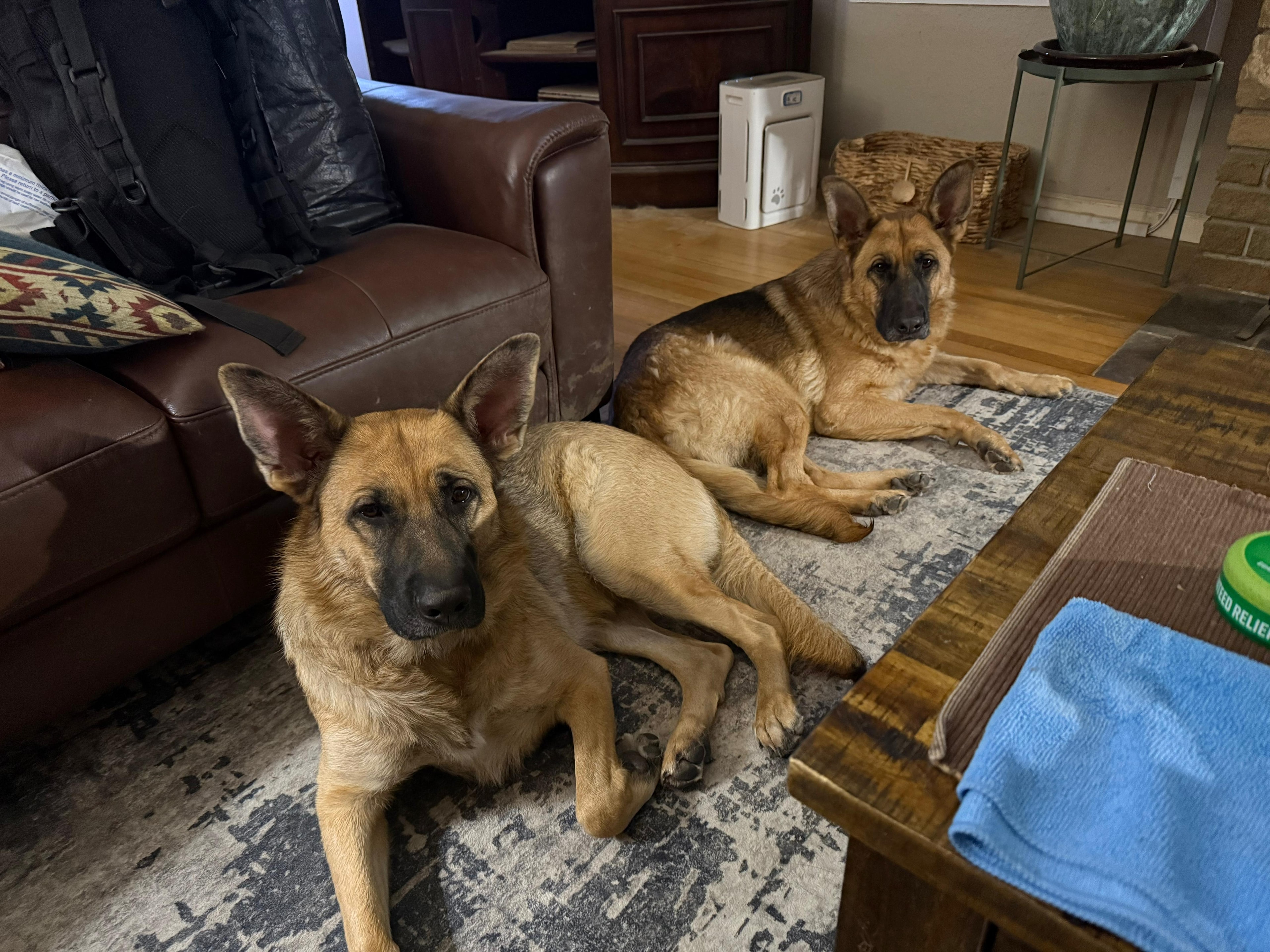 Two German Shepherds resting on a rug at home