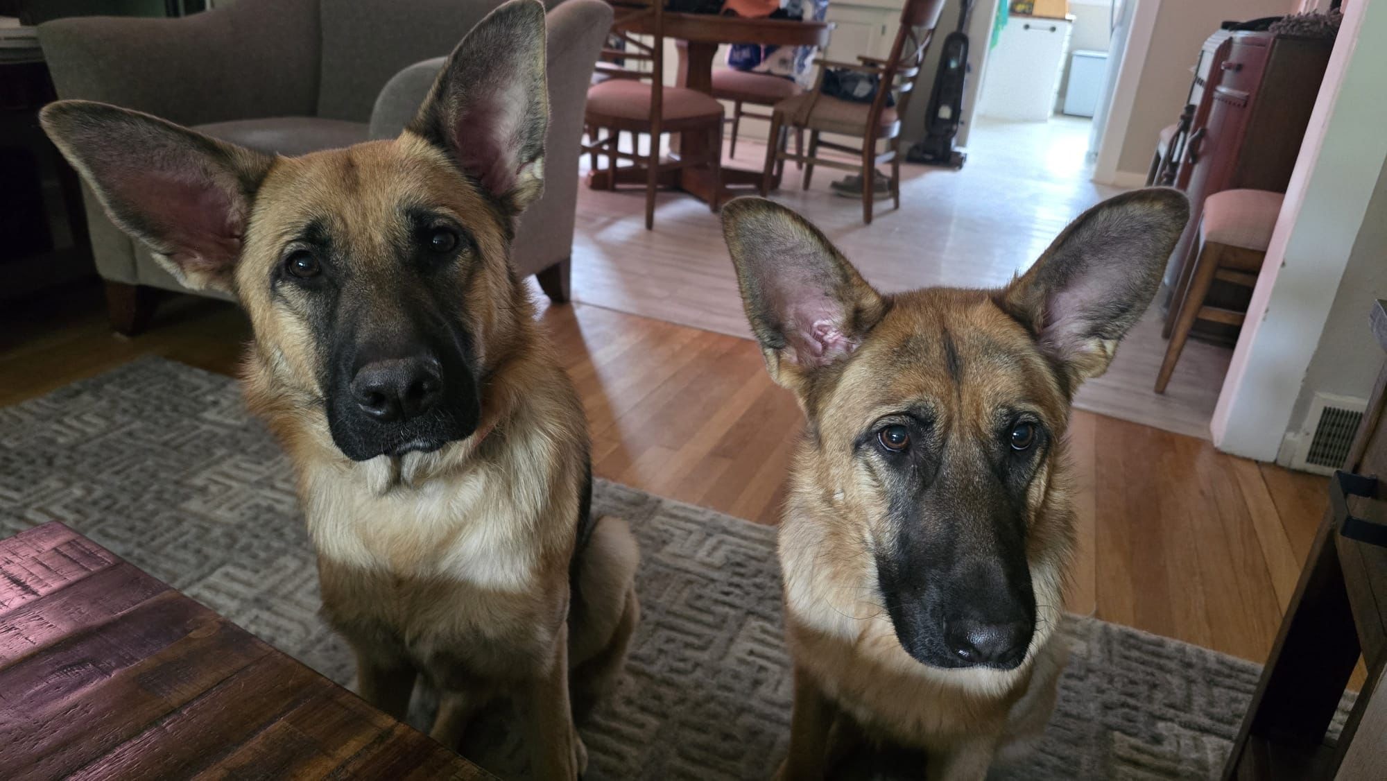 Two German Shepherds looking up from living room floor