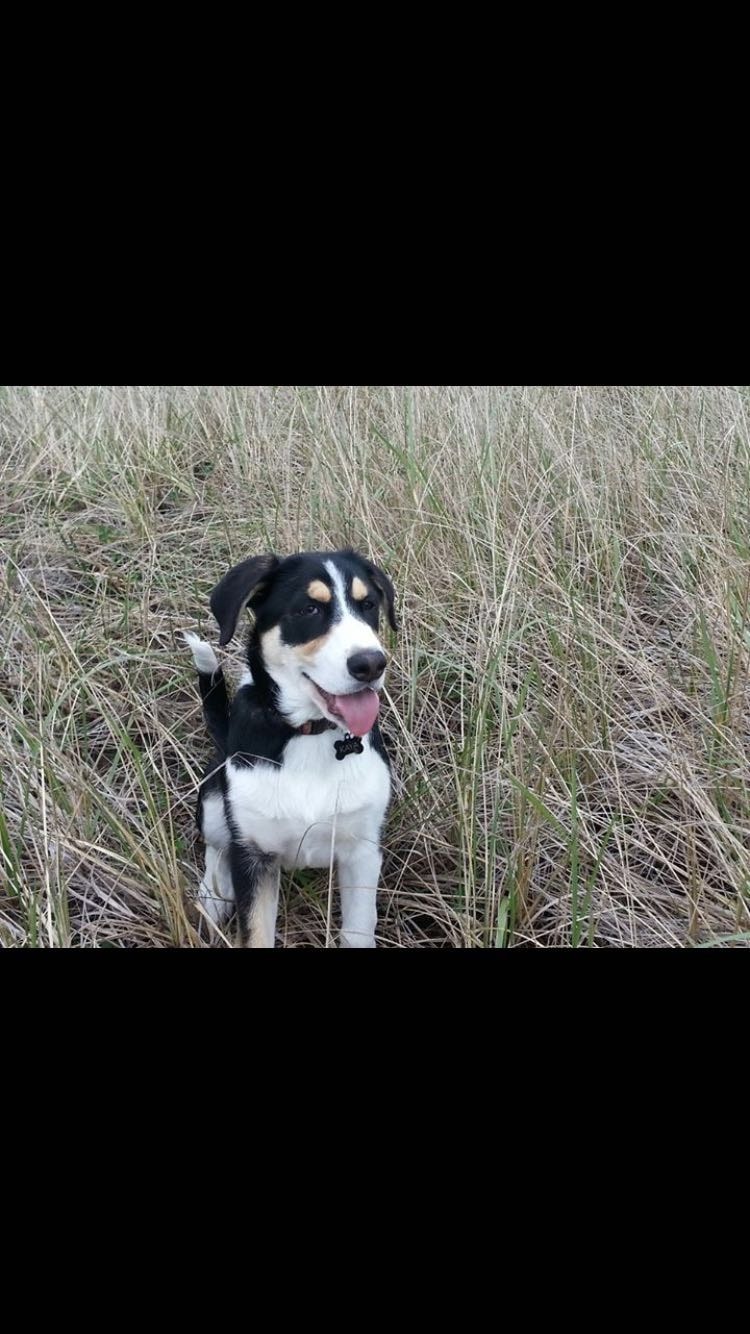 Black and white dog sitting in a grassy field
