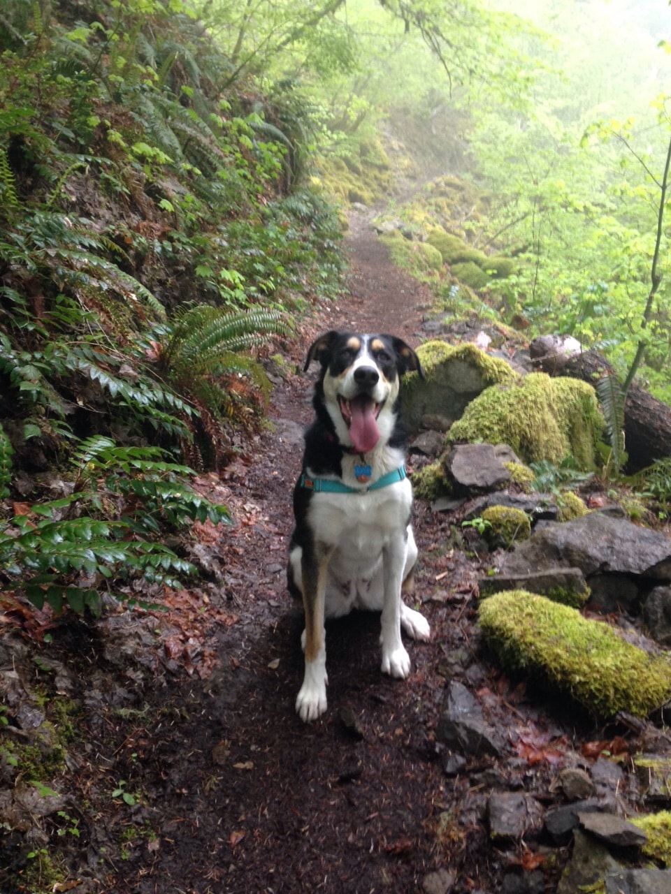Dog sitting on a mossy forest trail with tongue out