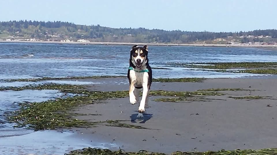 Dog running full speed on a tidal beach