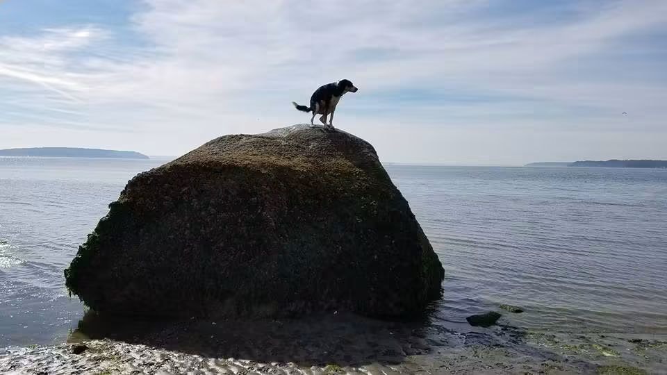 Dog standing on a large boulder overlooking the Puget Sound