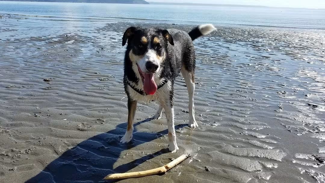 Wet dog standing on the beach with a stick and a big smile