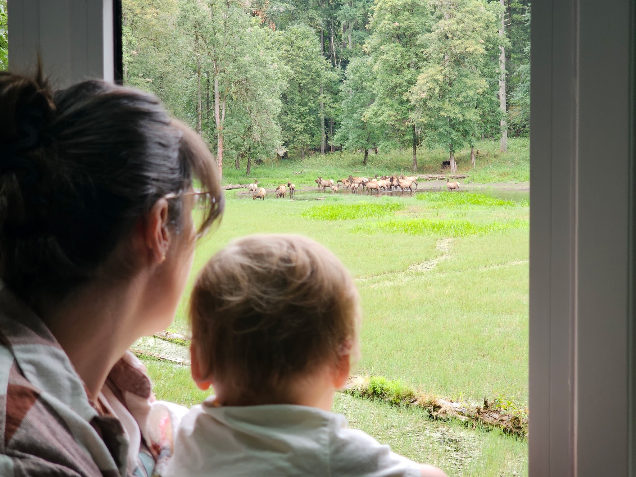 Mother and baby watching a herd of elk through a window