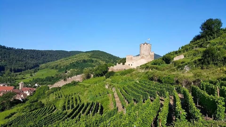 Medieval castle ruins on a hillside above vineyard rows