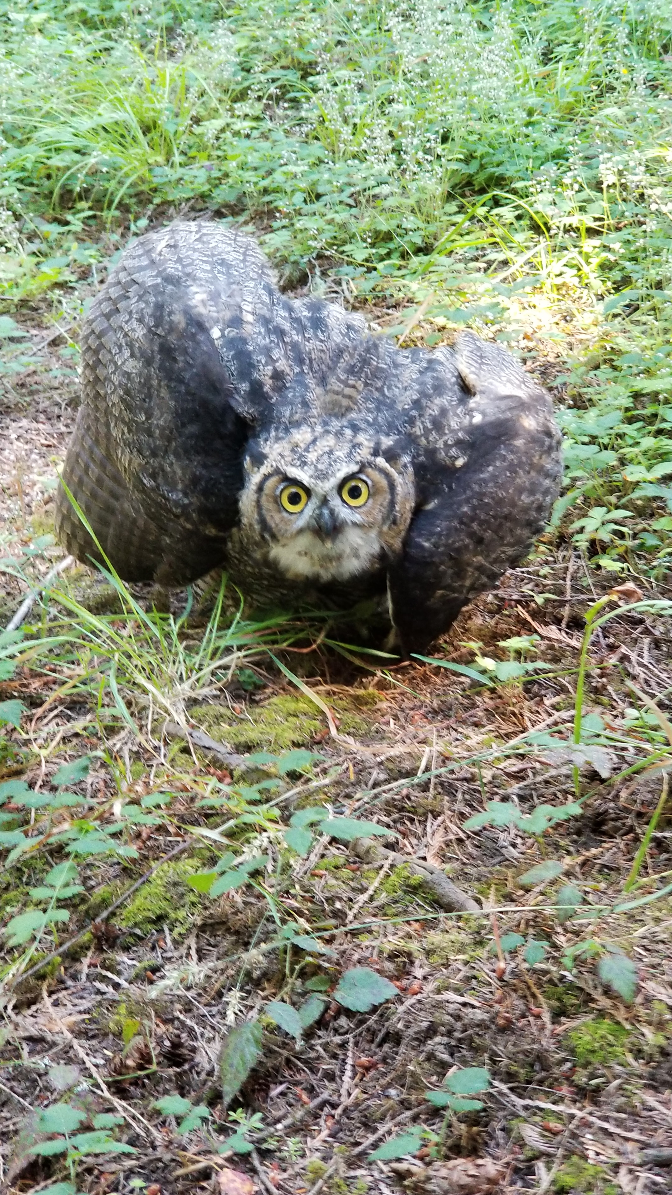 Young owl on the ground looking up